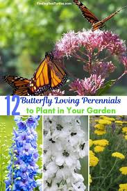 We did not find results for: 12 Perennials That Butterflies Find Irresistible Butterfly Garden Design Perennials Butterfly Garden Plants
