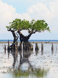 Image result for Sonneratia alba