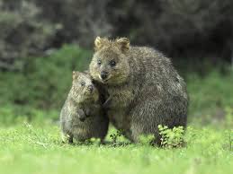 flickr quokka happy animals cute animals