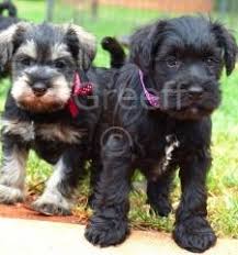 These are our new and upcoming litters. Kusa Registered Miniature Schnauzer Breeders In South Africa