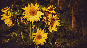 Sunflower Laptop Wallpapers Top Free Sunflower Laptop Backgrounds Wallpaperaccess Check out this fantastic collection of sunflower desktop wallpapers, with 65 sunflower desktop background images for your desktop, phone or tablet. sunflower laptop wallpapers top free