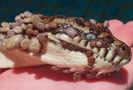 Ular sawah snake pearls latin/common english name not known. Ular Sawa In English Guru Hampir Tetak Ular Sawa 100 Kg Bersama 40 Biji Telurnya Contextual Translation Of Ular Sawah Into English Wespiderman
