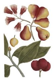 Image result for Syzygium jambos