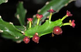 Image result for Euphorbia lividiflora