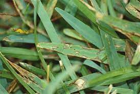 The anchorage inn, in st. Gray Leaf Spot A Florida Summer Turf Disease Floralawn
