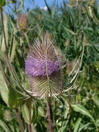 Image result for Dipsacus pinnatifidus
