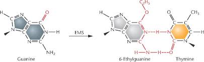 Image result for Alkylating Agent