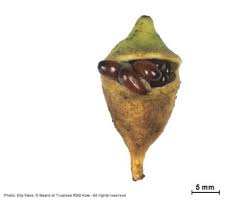 Image result for Maerua descampsii