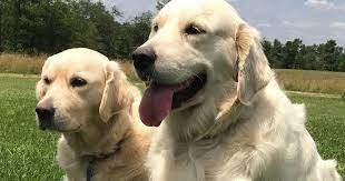 Current matches filter results (68). English Golden Retriever Boise Idaho Puppies Tamarack Goldens Home Of Champions White G Golden Retriever White Golden Retriever Puppy Golden Retriever Rescue