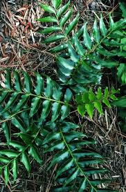 Image result for Combretum falcatum