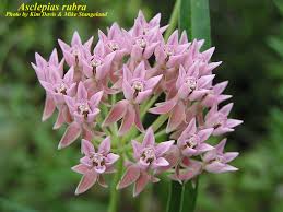 Image result for Asclepias longirostra