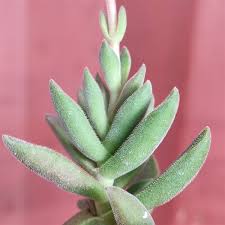Image result for Crassula alsinoides