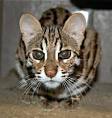 What to Know About F Ratings of Bengal Cats? - Bengal Cat Club