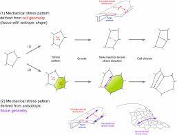 Asymmetric cell division in land plants and algae: Cell Division Plane Orientation Based On Tensile Stress In Arabidopsis Thaliana Pnas