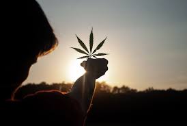Bhang, cannabis, doobie, dope, ganja, grass, hash, hashish, marihuana, mary jane, pot, weed русские: Cannabis Und Marihuana Etfs Megatrend Oder Flop