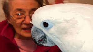 Cockatoo falls in love with grandma Barbara. Now guess what he calls all  women.
