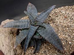 Image result for Aloe veseyi