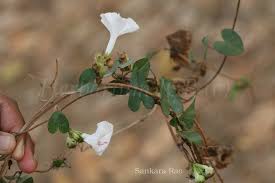 Image result for Ipomoea marginata