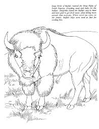 Buffalo is a ruminant animal that became a cattle for many nations in the world, especially asia. African Buffalo Coloring Page Animals Town Animals Color Sheet African Buffalo Printable Coloring