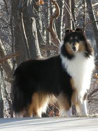 Looking for a border collie puppy or dog in ohio? Pin On Our Best Friends