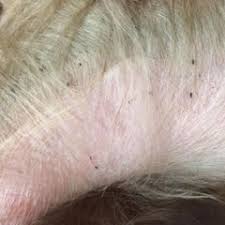 Image result for what do lice look like in dog fur