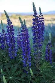 Lupines In Idaho Lupine Flowers Flower Landscape Blue And Purple Flowers