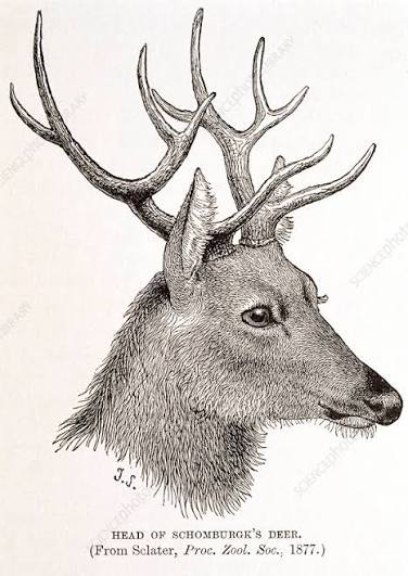 Schomburgk's deer, 19th century artwork - Stock Image - C006/9007 - Science Photo Library