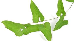 Arabic, brazilian, chinese, czech, dutch, english, french, german, greek, hebrew, hindi, hungarian, italian, japanese, korean, latin, mexican. Daun Ubi Keledek