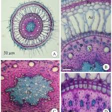 Image result for Eragrostis anacranthoides
