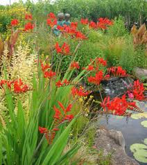 Crocosmia Around A Pond Variety Is Lucifer