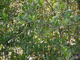 Image result for Ceriops