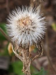 Image result for Oxyanthus strigosus