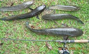 Terdapat begitu banyak bahan umpan yang bisa digunakan. Fishing Star