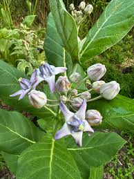 Image result for Calotropis gigantea