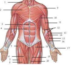 Superficial muscles of the chest and front of the arm. Chest Front Of Arms Muscles Diagram Quizlet