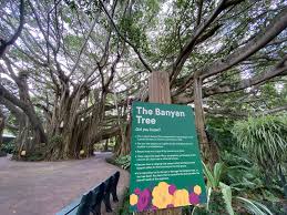 Maybe you would like to learn more about one of these? Denise At Mousesteps A Twitter One Of My Favorite Attractions At Legoland Florida Is The Banyan Tree In The Cypress Gardens Area It Was Planted As A Seedling In 1939 Legoland Legolandflorida