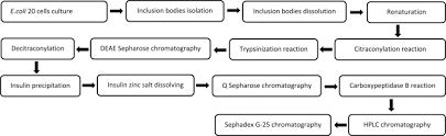 Expression And Purification Of Recombinant Human Insulin