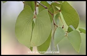 Image result for Colophospermum mopane