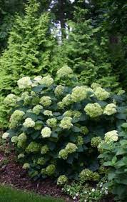 Lime Rickey Smooth Hydrangea Hydrangea Arborescens Smooth Hydrangea Hydrangea Arborescens Shrubs For Landscaping