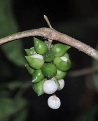 Image result for Maesobotrya