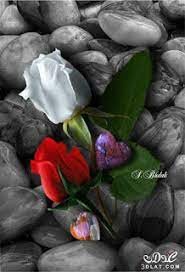 صور ورود 2020 اجمل صور زهور احلى صور ورود جميلة زينه flower images color splash flowers