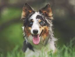 Smartest Dog In The World Is The Border Collie In 2020 Smart Dog Border Collie Dogs