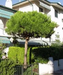 Pin Parasol Pin Pignon Pinus Pinea Arbres Tiges Et D Avenues Pepinieres Meylan Shop Garten Ideen Garten