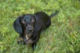Both the doxie and labrador are strong purebreds and their. Dachshund Lab Mix 7 Fun Facts You Need To Know Perfect Dog Breeds