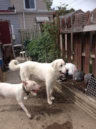 Maybe you would like to learn more about one of these? What Personality Traits Do Great Pyrenees And Anatolian Shepherd Mix Dogs Have Quora