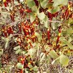 Image result for Agelanthus zizyphifolius