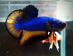 Blue Mustard Gas Halfmoon Plakat