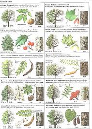 How Can Leaves Identify A Tree Phenology Science With