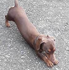 Emily grew up in franklin, tn, before moving to north carolina, where she graduated from wake forest university. Animal Eye Care Associates Wake Forest Home Facebook