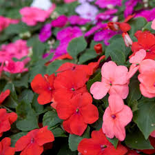 Image result for Impatiens stuhlmannii